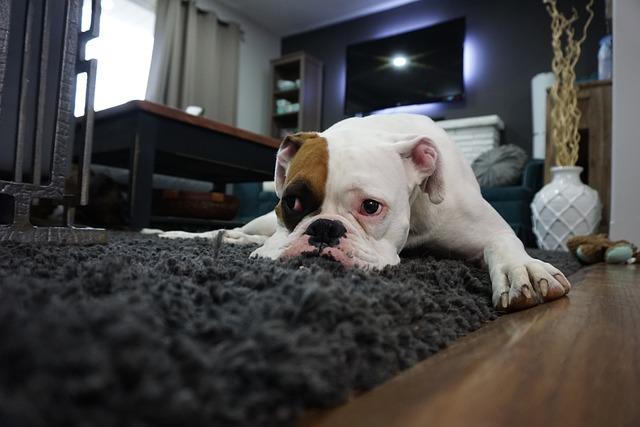 perro acostado sobre alfombra