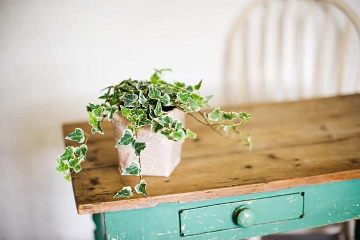 Es una planta efectiva para absorber formaldehído.