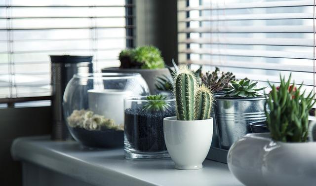 Plantas ornamentales, suculentas y cactus en tu nuevo hogar.