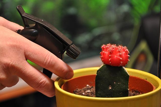 Plantas ornamentales, cactus en tu nuevo hogar.