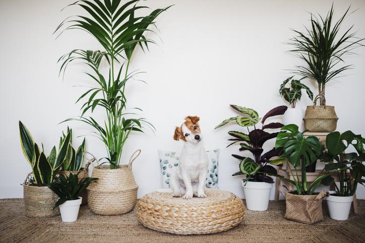 Cuida tu casa y a tus mascotas y plantas.