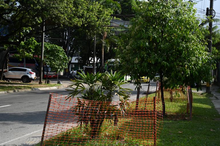 Colaborador de Coninsa siembra árboles como medida de compensación y estrategia de responsabilidad social y ambiental.