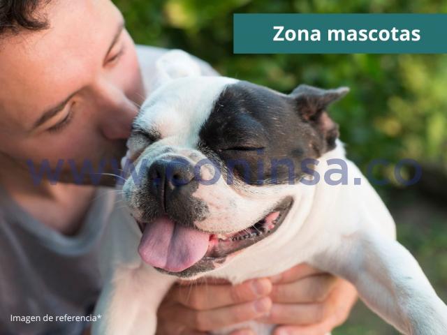  Un joven besa a su perro en una zona verde. Imagen de referencia de la zona de mascotas para el proyecto Campoalegre.