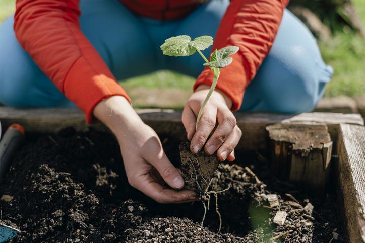  Persona sembrando una planta y aprendiendo el significado de qué es una huerta ecológica.