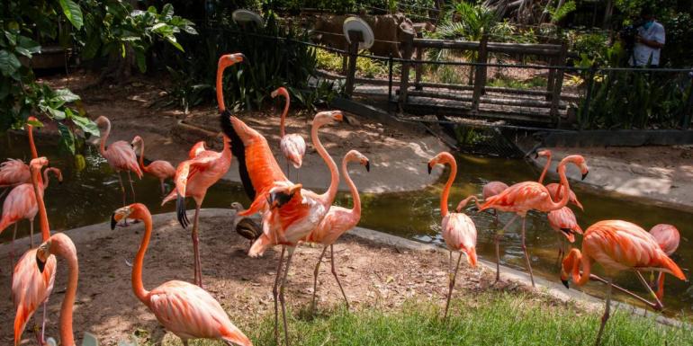 Flamencos en el Zoológico de Barranquilla