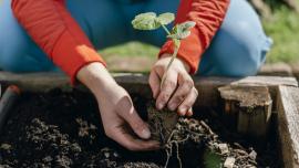  Persona sembrando una planta y aprendiendo el significado de qué es una huerta ecológica.