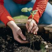  Persona sembrando una planta y aprendiendo el significado de qué es una huerta ecológica.